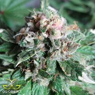 GG Genetics Flash Glue